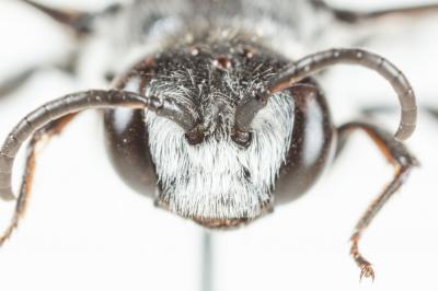  Ammobatoides scriptus (Gerstäcker, 1869)