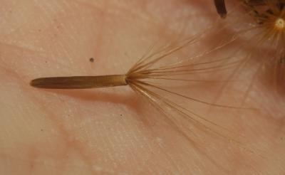 Liondent hispide Leontodon hispidus subsp. hispidus L., 1753