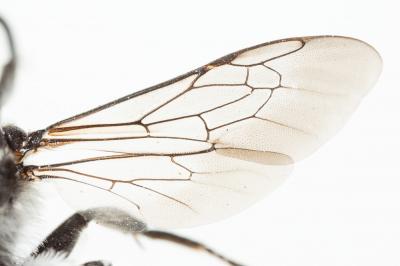  Ammobatoides scriptus (Gerstäcker, 1869)
