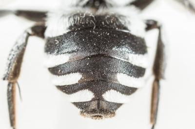  Ammobatoides scriptus (Gerstäcker, 1869)