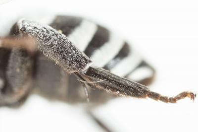  Ammobatoides scriptus (Gerstäcker, 1869)