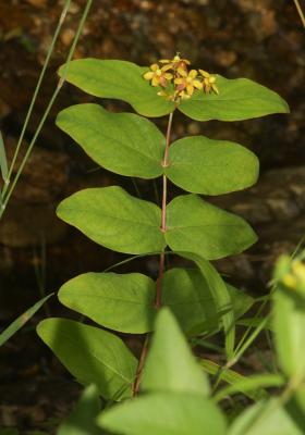 Millepertuis Androsème Hypericum androsaemum L., 1753