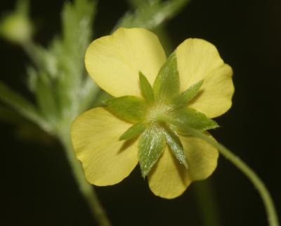 Potentille tormentille Potentilla erecta (L.) Raeusch., 1797