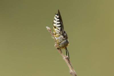  Coelioxys afra Lepeletier, 1841