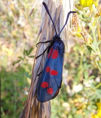 Zygène du Pied-de-Poule (La), Zygène des Lotiers ( Zygaena filipendulae (Linnaeus, 1758)