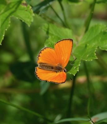 Cuivré de la Verge-d'or (Le), Cuivré satiné (Le),  Lycaena virgaureae (Linnaeus, 1758)