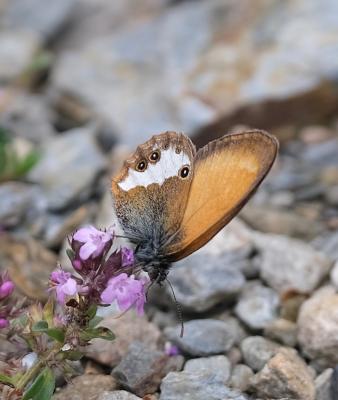 Céphale (Le), Arcanie (L') Coenonympha arcania (Linnaeus, 1760)