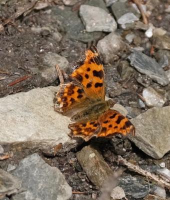 Gamma (Le), Robert-le-diable (Le), C-blanc (Le), D Polygonia c-album (Linnaeus, 1758)