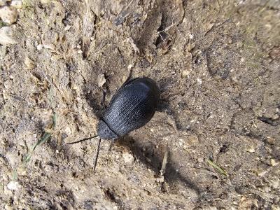 Galeruque brunette, Galéruque de la Tanaisie Galeruca tanaceti (Linnaeus, 1758)