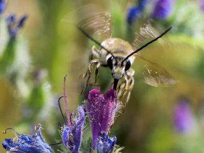  Eucera Scopoli, 1770