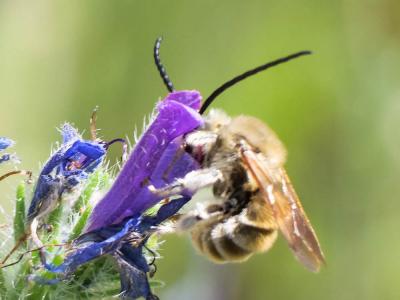  Eucera Scopoli, 1770