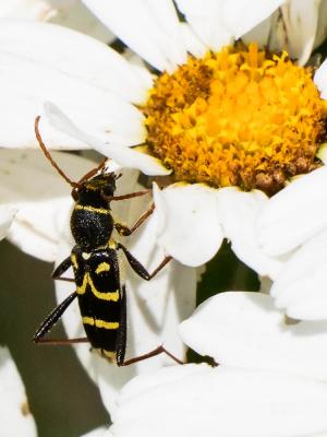  Clytus rhamni Germar, 1817