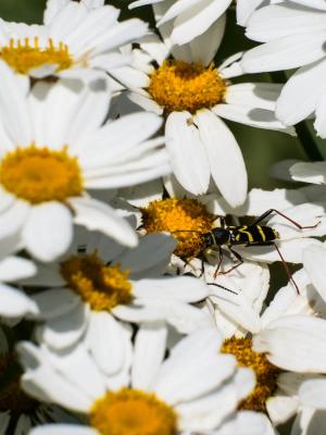  Clytus rhamni Germar, 1817