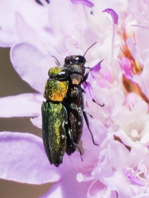  Anthaxia millefolii (Fabricius, 1801)