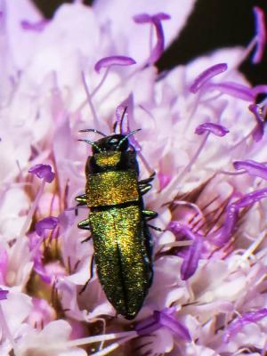  Anthaxia millefolii (Fabricius, 1801)