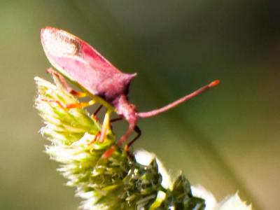 Gonocerus insidiator (Fabricius, 1787)