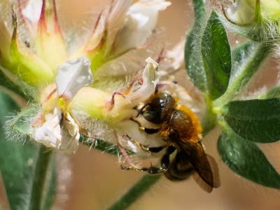  Osmia aurulenta (Panzer, 1799)