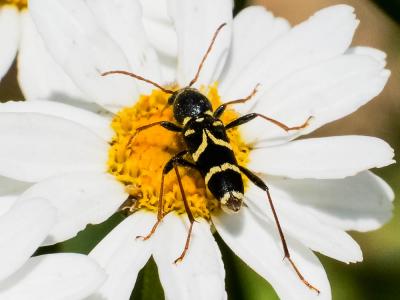  Clytus rhamni Germar, 1817
