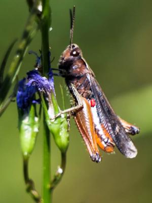 Criquet noir-ébène Omocestus rufipes (Zetterstedt, 1821)