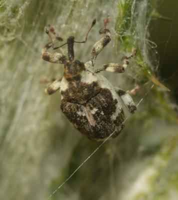  Hadroplontus trimaculatus (Fabricius, 1775)