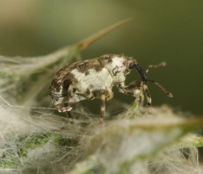  Hadroplontus trimaculatus (Fabricius, 1775)