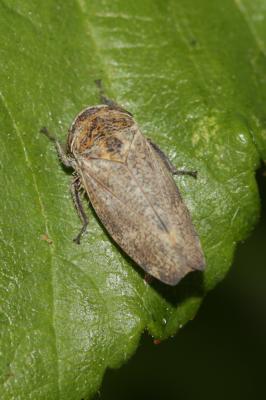 Selenocephalus obsoletus (Germar, 1817)