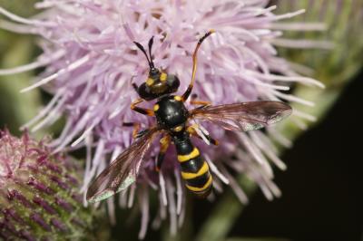  Conops flavipes Linnaeus, 1758