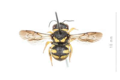  Anthidiellum strigatum (Panzer, 1805)