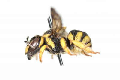  Anthidiellum strigatum (Panzer, 1805)