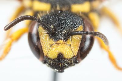  Anthidiellum strigatum (Panzer, 1805)