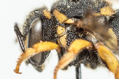  Anthidiellum strigatum (Panzer, 1805)