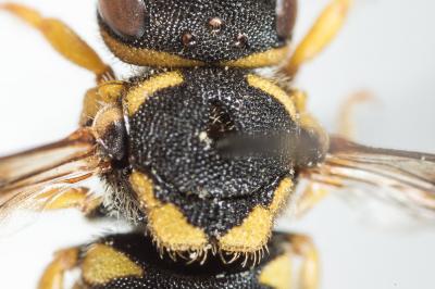  Anthidiellum strigatum (Panzer, 1805)