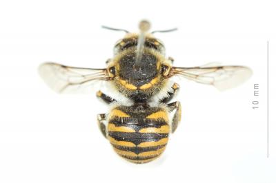 Anthidium cingulatum Latreille, 1809