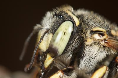  Anthidium diadema Latreille, 1809