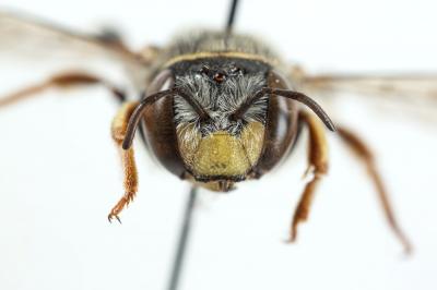  Anthidium diadema Latreille, 1809