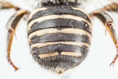  Anthidium diadema Latreille, 1809