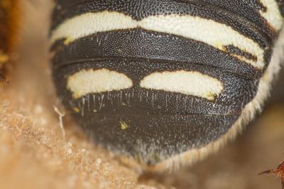  Anthidium diadema Latreille, 1809