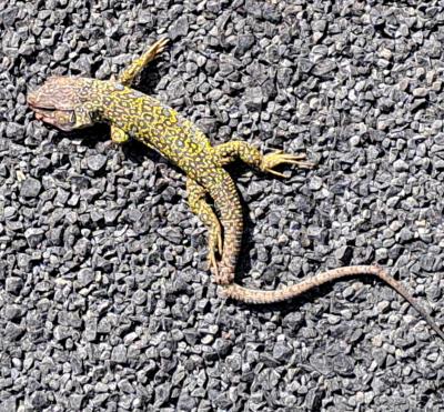 Lézard ocellé Timon lepidus (Daudin, 1802)
