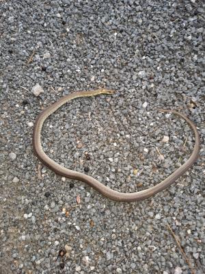 Couleuvre d'Esculape Zamenis longissimus (Laurenti, 1768)