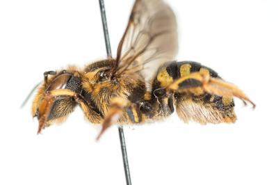  Anthidium florentinum (Fabricius, 1775)