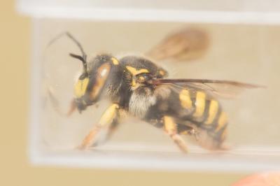  Anthidium florentinum (Fabricius, 1775)
