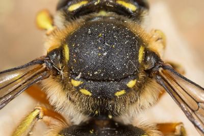 Abeille cotonnière, Anthidie cotonnière Anthidium manicatum (Linnaeus, 1758)