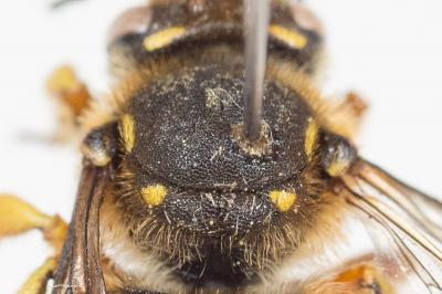 Abeille cotonnière, Anthidie cotonnière Anthidium manicatum (Linnaeus, 1758)