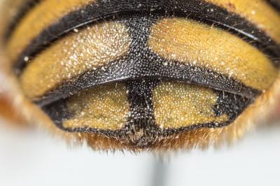 Abeille cotonnière, Anthidie cotonnière Anthidium manicatum (Linnaeus, 1758)