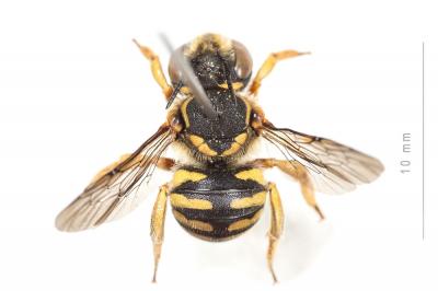  Anthidium loti Perris, 1852