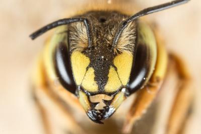  Anthidium loti Perris, 1852