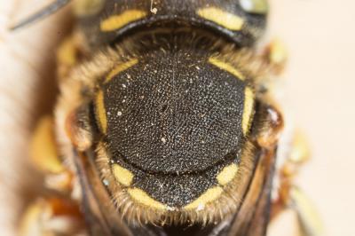  Anthidium loti Perris, 1852