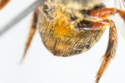  Anthidium loti Perris, 1852