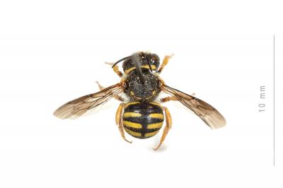  Anthidium oblongatum (Illiger, 1806)