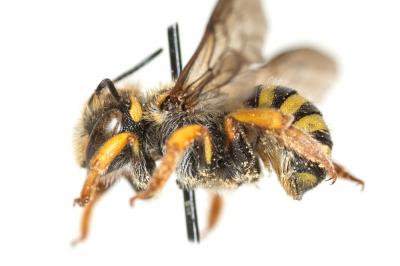  Anthidium oblongatum (Illiger, 1806)